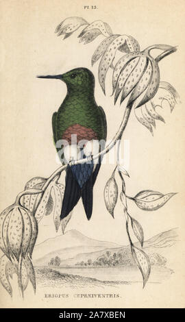 Coppery-bellied puffleg, Eriocnemis cupreoventris (Trochilus Eriopus cupreiventris). Near threatened. Handcoloured steel engraving from W.C.L. Martin's A General History of Humming-birds or the Trochilidae,  Bohn, London, 1852. Stock Photo