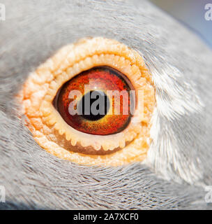 Single pigeon glares menacingly with eyes half closed Stock Photo - Alamy