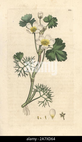 Water crowfoot, Ranunculus aquatilis. Handcoloured copperplate engraving after an illustration by James Sowerby from James Smith's English Botany, London, 1793. Stock Photo