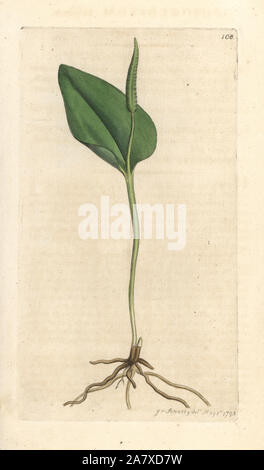 Adder's tongue, Ophioglossum vulgatum. Handcoloured copperplate engraving after an illustration by James Sowerby from James Smith's English Botany, London, 1793. Stock Photo