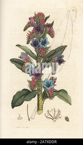 Common viper's bugloss, Echium vulgare. Handcoloured copperplate engraving by James Sowerby from James Smith's English Botany, London, 1794. Stock Photo