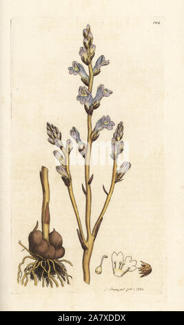 Branched broomrape, Orobanche ramosa. Handcoloured copperplate engraving by James Sowerby from James Smith's English Botany, London, 1794. Stock Photo
