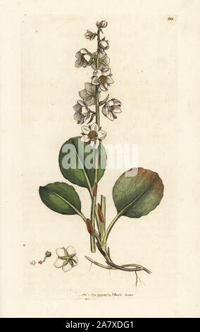 Round-leaved wintergreen, Pyrola rotundifolia. Handcoloured copperplate engraving by James Sowerby from James Smith's English Botany, London, 1794. Stock Photo