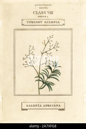 Upright galenia, Galenia africana. Handcoloured copperplate engraving after an illustration by Richard Duppa from his The Classes and Orders of the Linnaean System of Botany, Longman, Hurst, London, 1816. Stock Photo