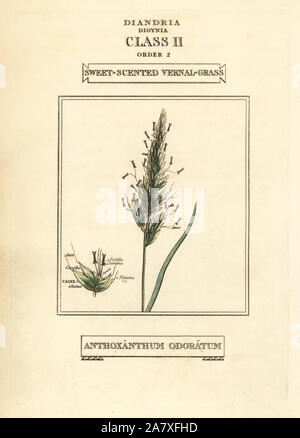 Sweet-scented vernal grass, Anthoxanthum odoratum. Handcoloured copperplate engraving after an illustration by Richard Duppa from his The Classes and Orders of the Linnaean System of Botany, Longman, Hurst, London, 1816. Stock Photo
