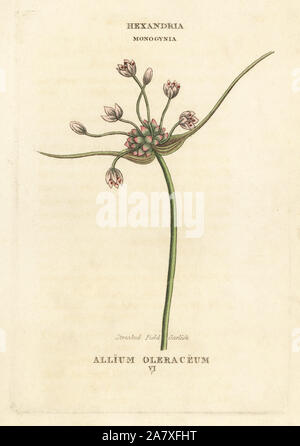 Streaked field garlic, Allium oleraceum. Handcoloured copperplate engraving after an illustration by Richard Duppa from his The Classes and Orders of the Linnaean System of Botany, Longman, Hurst, London, 1816. Stock Photo