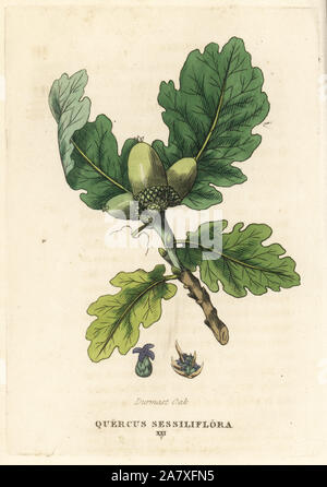 Sessile oak, Quercus petraea (Durmast oak, Quercus sessiliflora). Handcoloured copperplate engraving after an illustration by Richard Duppa from his The Classes and Orders of the Linnaean System of Botany, Longman, Hurst, London, 1816. Stock Photo