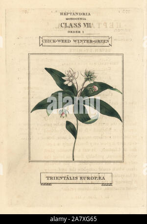Chickweed wintergreen, Lysimachia europaea (Trientalis europaea). Handcoloured copperplate engraving after an illustration by Richard Duppa from his The Classes and Orders of the Linnaean System of Botany, Longman, Hurst, London, 1816. Stock Photo