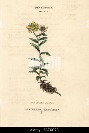 Yellow mountain saxifrage, Saxifraga aizoides. Handcoloured copperplate engraving after an illustration by Richard Duppa from his The Classes and Orders of the Linnaean System of Botany, Longman, Hurst, London, 1816. Stock Photo