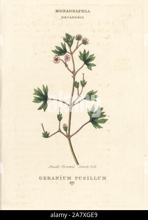 Small-flowered cranes-bill, Geranium pusillum. Handcoloured copperplate engraving after an illustration by Richard Duppa from his The Classes and Orders of the Linnaean System of Botany, Longman, Hurst, London, 1816. Stock Photo