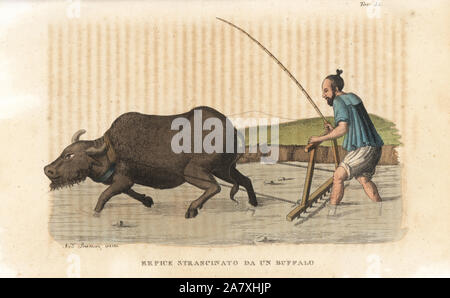 Chinese agriculture. A water buffalo dragging a harrow followed by a barefoot peasant. Handcoloured copperplate engraving by Andrea Bernieri from Giulio Ferrario's Ancient and Modern Costumes of all the Peoples of the World, Florence, Italy, 1843. Stock Photo