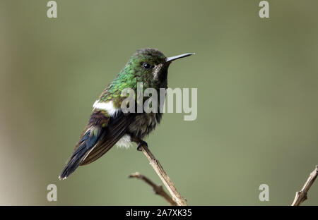 Closeup of Green Thorntail hummingbird (Discosura conversii) perching on a branch in North Western Ecuador Stock Photo
