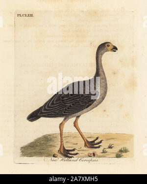 Cape Barren goose, Cereopsis novae hollandiae (New Holland cereopsis). Handcoloured copperplate drawn and engraved by John Latham from his own A General History of Birds, Winchester, 1824. Stock Photo