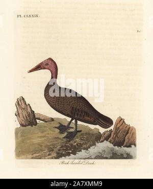 Pink-headed duck, Rhodonessa caryophyllacea (Anas caryophyllacea). Extinct since the 1950s. Handcoloured copperplate drawn and engraved by John Latham from his own A General History of Birds, Winchester, 1824. Stock Photo