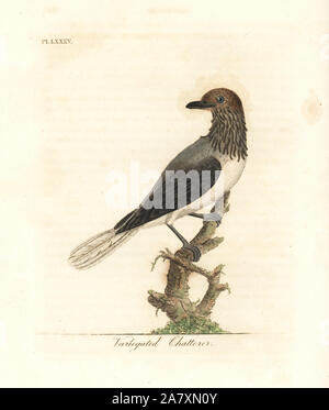 Bearded bellbird, Procnias averano (Variegated chatterer, Ampelis variegata). Handcoloured copperplate drawn and engraved by John Latham from his own A General History of Birds, Winchester, 1822. Stock Photo