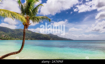 Sunny beach with palm trees and turquoise sea Stock Photo