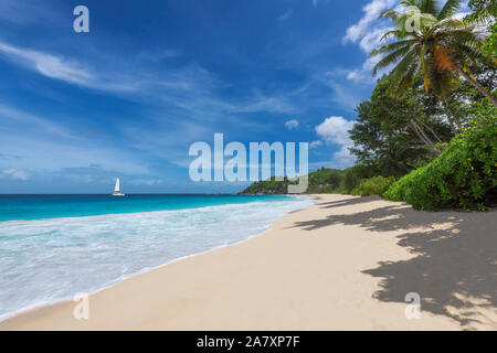 White sand beach with coconut palm trees on ocean beach Stock Photo