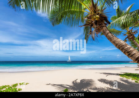 Exotic tropical beach background Stock Photo