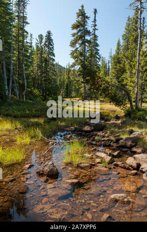 One of the pleasant spots alongside Timber Lake Trail #733 in Oregon's Olallie Lake Scenic Area Stock Photo