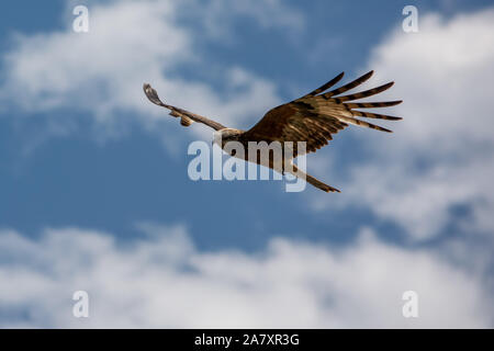 Wildlife, a bird flying. Osprey or Fish Hawk in flight through the heavens, with wings outstretched, blue sky with white fluffy clouds, Australia Stock Photo