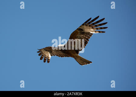 Wildlife, a bird flying. Osprey or Fish Hawk in flight through the heavens, with wings outstretched, clear blue sky , Australia Stock Photo