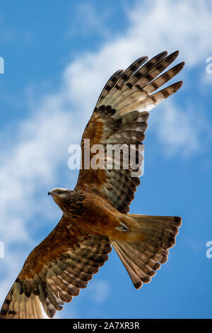 Wildlife, a bird flying from underneath. Osprey  in flight through the heavens, wings outstretched, blue sky with white fluffy clouds, Australia Stock Photo