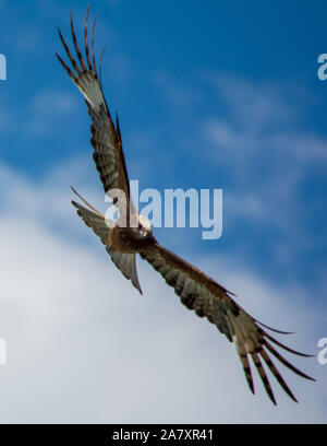 Wildlife, a bird flying. Osprey or Fish Hawk in flight through the heavens, massive wing span stretched wide, feathers fanned, Australia Stock Photo