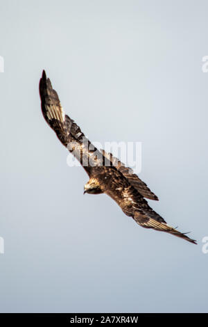 Osprey in flight Stock Photo