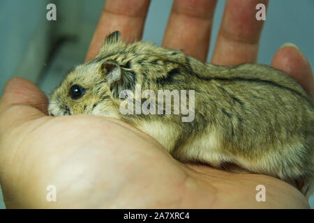 Cute exotic female brown dwarf hamster standing on owners' hands, friendly concept. Stock Photo