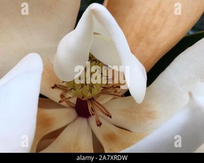 New Orleans, Louisiana - white magnolia flower Stock Photo