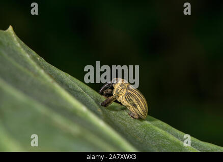 Elephant Weevil, Orthorhinus cylindrirostris, Mumbai, Maharashtra, India Stock Photo