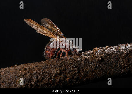 Ant with Wings, Malshej Ghat, maharashtra, India Stock Photo