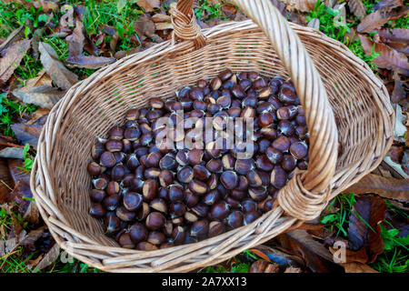 Full basket of Castanea sativa, or sweet chestnut fruit Stock Photo