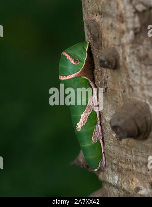 Common Mormon caterpillar, Mumbai, Maharashtra, India Stock Photo