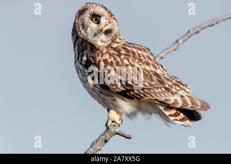 Cute Short eared posing for the camera with long eye lashes and cute face under the winter sun and clear skies Stock Photo