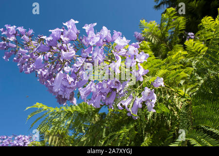 Spectacular mauve flowers of Jacaranda  mimosifolia  a genus of 49 species of flowering plants in the family Bignoniaceae adorn the summer landscape . Stock Photo