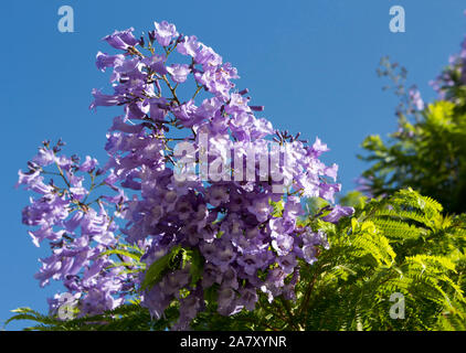 Spectacular mauve flowers of Jacaranda  mimosifolia  a genus of 49 species of flowering plants in the family Bignoniaceae adorn the summer landscape . Stock Photo