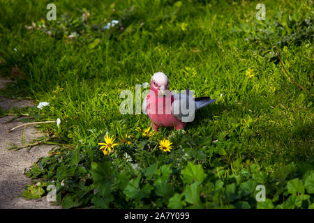 A curious Australian pink and grey galah Eolophus roseicapilla searches for juicy cape weed flower tips to eat from the green lawn in the estuary park. Stock Photo