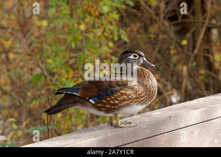 A female Wood Duck (Aix sponsa) perching on a wooden fence at the George C. Reifel Migratory Bird Sanctuary, Delta, BC, Canada Stock Photo