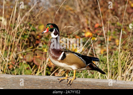 A colorful male Wood Duck (Aix sponsa) perching on a wooden fence at the George C. Reifel Migratory Bird Sanctuary, Delta, BC, Canada Stock Photo