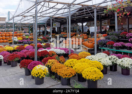 Potted chrysanthemums and pumpkins for sale at the Lachine Market or Marché de Lachine, Montreal, Quebec, Canada Stock Photo