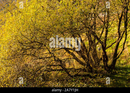 Tree in autumn colours at Llyn Mymbyr in Snowdonia, North Wales Stock Photo