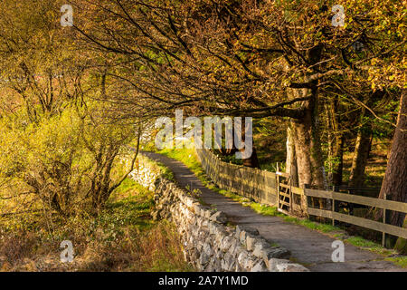 Tree in autumn colours at Llyn Mymbyr in Snowdonia, North Wales Stock Photo