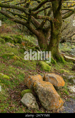 Old twisted tree by Llyn Mymbyr, Snowdonia, North Wales Stock Photo