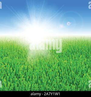 Green grass under the sun Stock Vector