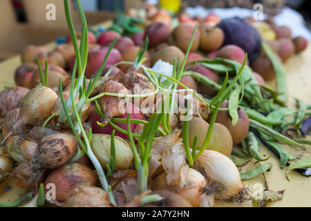 Just harvested homegrown onions and apples on a table in autumn Stock Photo
