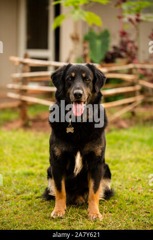 A german shepherd/retriever mix hanging out in the yard. Stock Photo