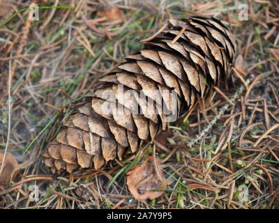 fir cones on the ground. forest Stock Photo