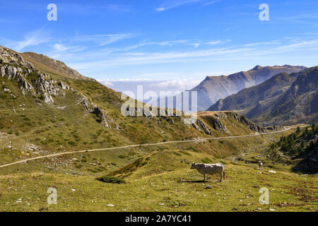 Panorama of the Cottian Alps in Piedmont (Northern Italy) with cows in the pasture in late summer, Castelmagno, Grana Valley, Cuneo, Piedmont, Italy Stock Photo