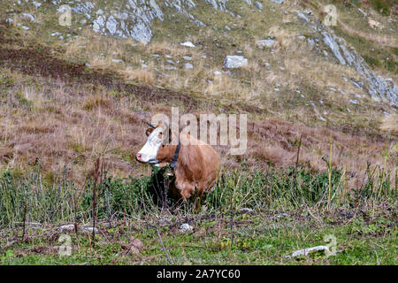 A cow resting in a pasture of the Colle Fauniera mountain pass in the Cottian Alps of Piedmont in late summer, Castelmagno, Grana Valley, Cuneo, Italy Stock Photo